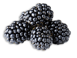 Blackberries