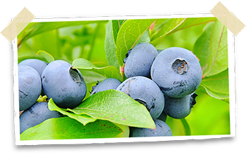 Blueberries growing on a shrub