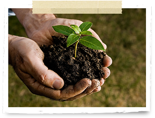 Hands holding a sprouting plant