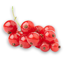 Red Currants