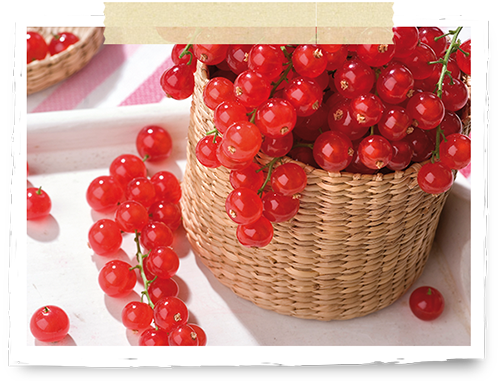 Red currants in a basket