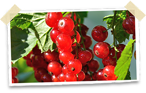 Red currants growing on a shrub