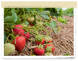 Strawberries growing on the bush